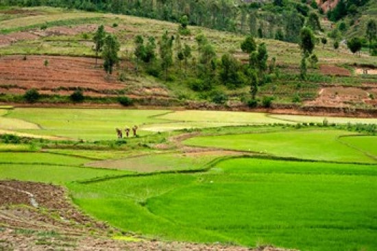 People working in green rice fields, Madagascar poster print by Anthony Asael.