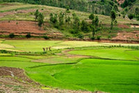 People working in green rice fields, Madagascar poster print by Anthony Asael.