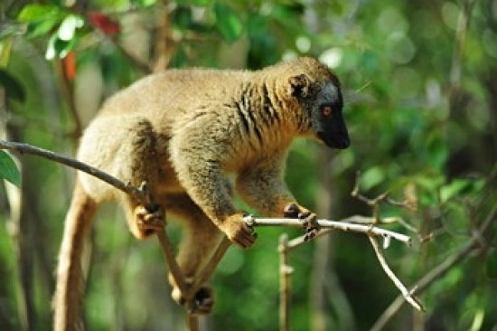 Common Brown Lemur Fine Art Print on a branch in Madagascar by Anthony Asael