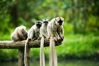 Group of Verreaux's Sifaka poster print showcasing playful lemurs in Madagascar.