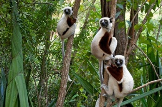 Coquerel's Sifakas Poster Print showcasing beautiful wildlife art.