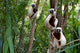 Coquerel's Sifakas Poster Print showcasing beautiful wildlife art.