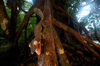Giant Leaf-Tailed Gecko Poster Print by Andres Morya Hinojosa