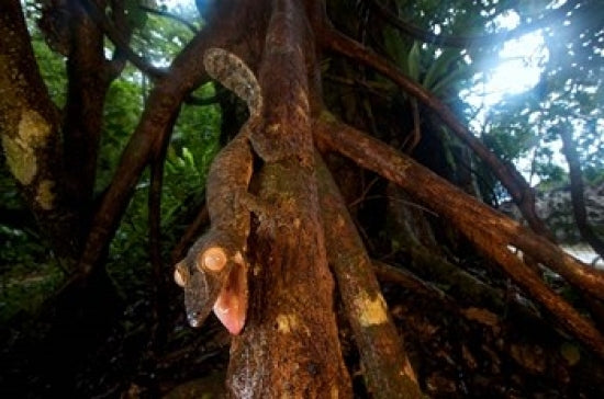Giant Leaf-Tailed Gecko Art Print showcasing vibrant colors and intricate details.