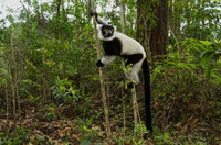 Lemur poster print by Andres Morya Hinojosa showcasing vibrant colors and wildlife beauty.