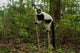 Lemur poster print by Andres Morya Hinojosa showcasing vibrant colors and wildlife beauty.