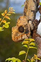 Giant Madagascar Chameleon Poster Print by Andres Morya Hinojosa