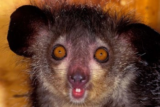 Aye-Aye Madagascar Poster Print by Art Wolfe showcasing the unique creature in its habitat.