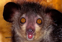Aye-Aye Madagascar Poster Print by Art Wolfe showcasing the unique creature in its habitat.