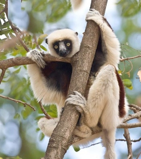 Madagascar Sifaka lemur wildlife poster print