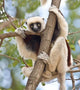 Madagascar Sifaka lemur wildlife poster print