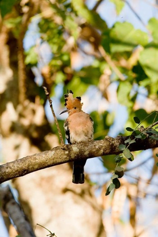 Hoopoe bird perched on tree limb in Madagascar - Art Print