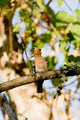 Hoopoe bird perched on tree limb in Madagascar - Art Print