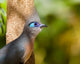 Crested Coua Bird Next to Tree Poster Print by Jaynes Gallery