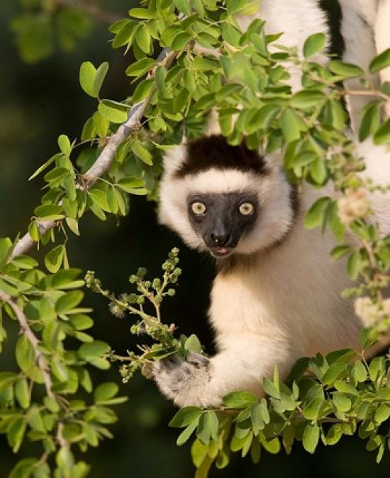 Verreaux's Sifaka hanging in a tree - Poster Print by Jaynes Gallery