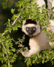 Verreaux's Sifaka hanging in a tree - Poster Print by Jaynes Gallery