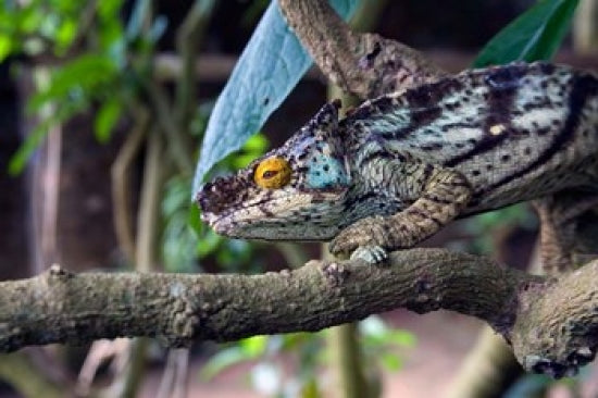 Chameleon on tree limb poster print showcasing vibrant colors and details.