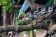 Chameleon on tree limb poster print showcasing vibrant colors and details.