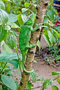 Madagascar Chameleon on Tree Limb Poster Print by Jaynes Gallery