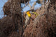 Madagascar Sakalava Weaver Bird poster print by Charles Sleicher