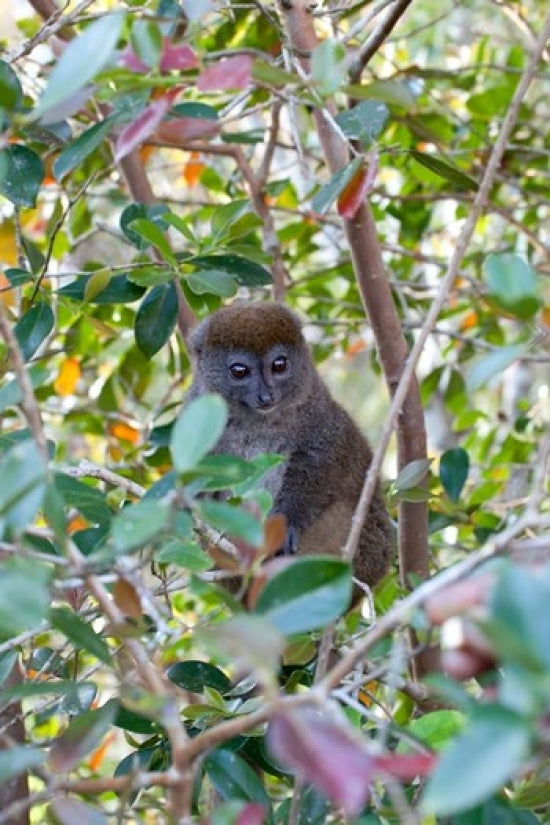Eastern Grey Bamboo Lemur Poster Print by Charles Sleicher