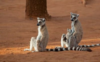 Madagascar Berenty Reserve Ring-tailed Lemurs Poster Print by Charles Sleicher.