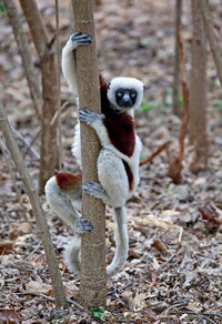 Madagascar Ankarafantsika Coquerels Sifaka Poster Print by Charles Sleicher