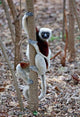 Madagascar Ankarafantsika Coquerels Sifaka Poster Print by Charles Sleicher