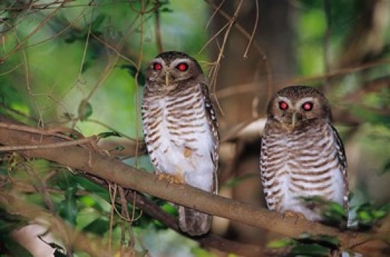 White Browed Owls Poster Print by Daisy Gilardini showcasing stunning details.