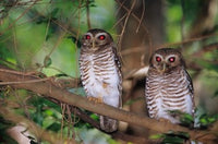 White Browed Owls Poster Print by Daisy Gilardini showcasing stunning details.