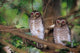 White Browed Owls Poster Print by Daisy Gilardini showcasing stunning details.