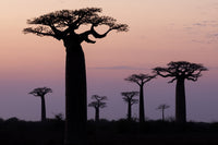 Baobab Alley Poster Print featuring Grandidier's baobab trees by Ellen Goff