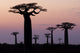 Baobab Alley Poster Print featuring Grandidier's baobab trees by Ellen Goff
