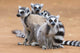 Ring-tailed lemurs huddling together for warmth in Berenty Reserve poster print.