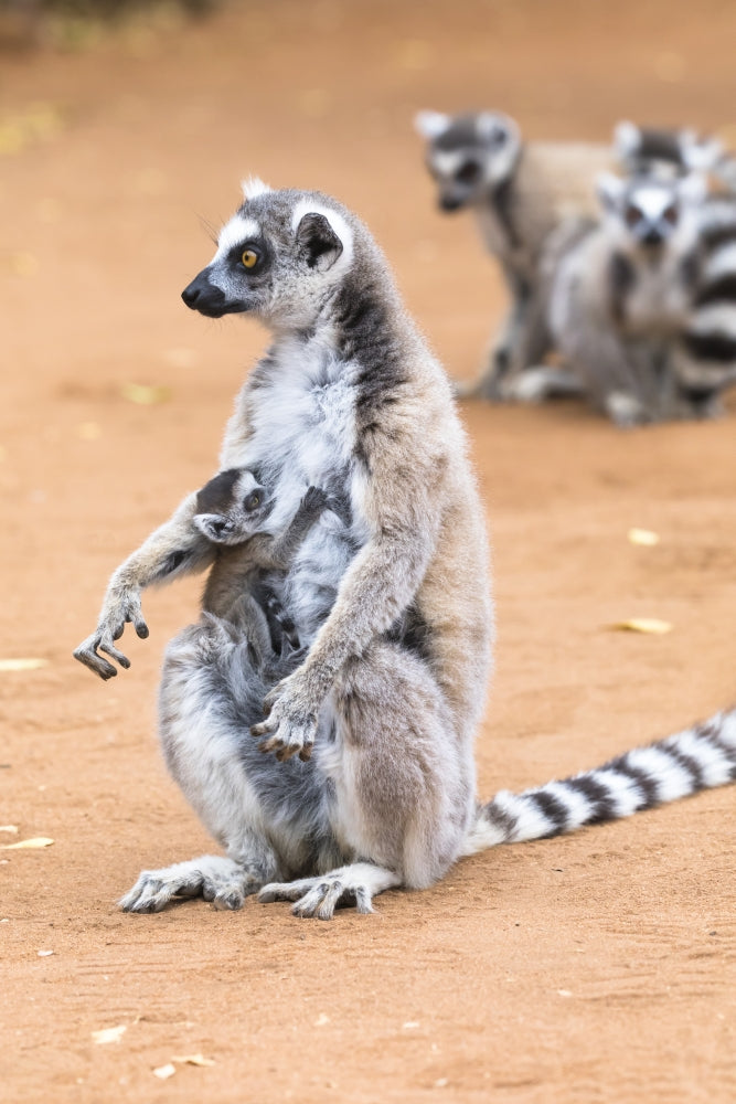 Baby ring-tailed lemur with its mother at Berenty Reserve in Madagascar.
