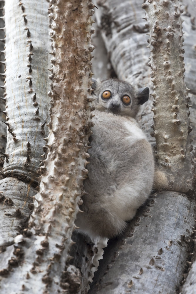 White-footed sportive lemur poster print from Madagascar Berenty Reserve by Ellen Goff.
