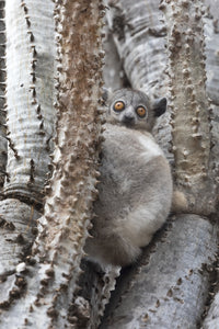 White-footed sportive lemur poster print from Madagascar Berenty Reserve by Ellen Goff.