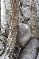 White-footed sportive lemur poster print from Madagascar Berenty Reserve by Ellen Goff.