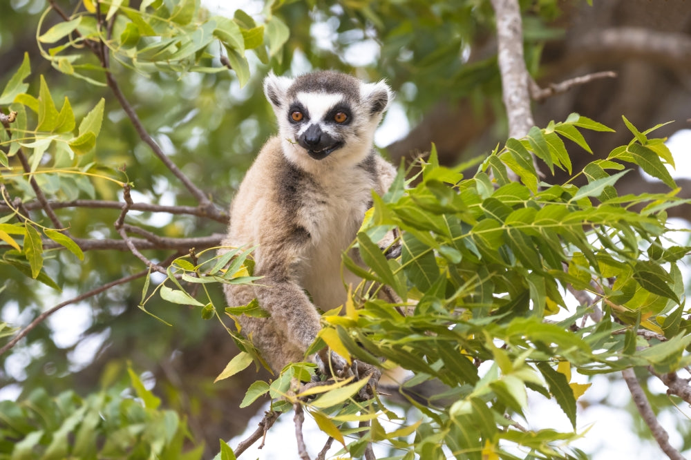 Ring-tailed lemur eating leaves in Berenty Reserve poster print