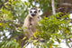 Ring-tailed lemur eating leaves in Berenty Reserve poster print