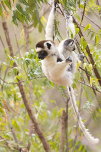 Female Verreaux's sifaka eating leaves with its young in Berenty Reserve
