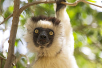Verreaux's sifaka headshot poster print from Madagascar's Berenty Reserve.