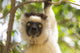 Verreaux's sifaka headshot poster print from Madagascar's Berenty Reserve.