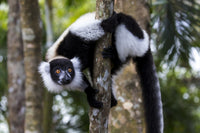 Black-and-White-Ruffed Lemur perched on a tree trunk poster print by Ellen Goff.