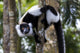 Black-and-White-Ruffed Lemur perched on a tree trunk poster print by Ellen Goff.
