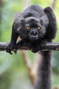 Male black lemur on a tree branch in Madagascar - Poster print