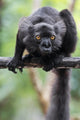Male black lemur on a tree branch in Madagascar - Poster print