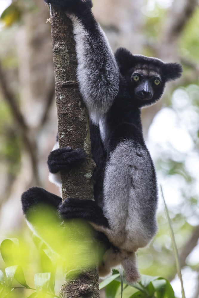 Madagascar Indri Lemur Poster Print by Ellen Goff