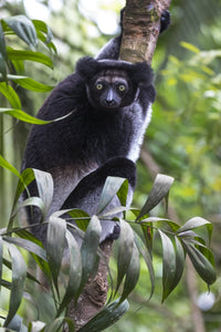Madagascar Indri Lemur Poster Print by Ellen Goff showcasing the largest lemur in Akanin'ny Nofy Reserve.
