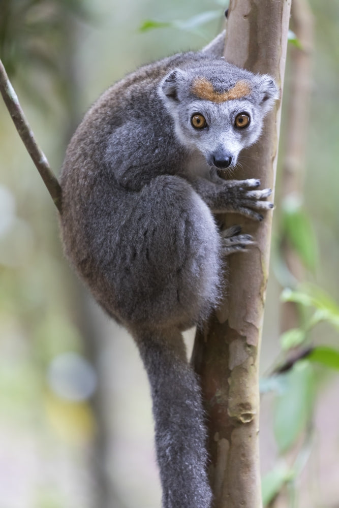 Female crowned lemur clinging to a tree trunk in Madagascar.